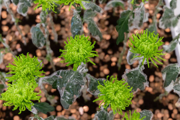 Embedding sustainability and ethics in creative teaching