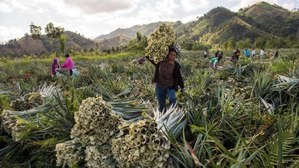 Pineapple farm.