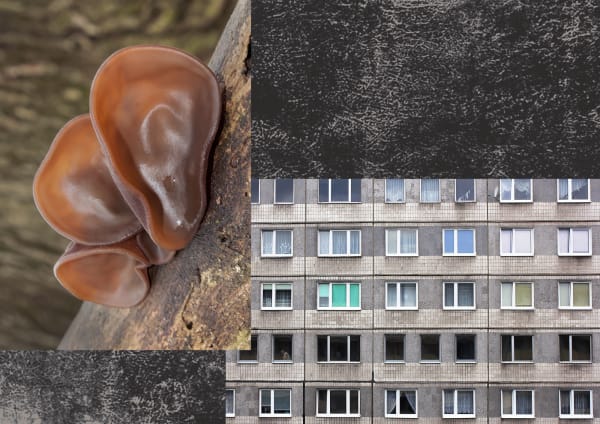 A graphic featuring 3 photographs. One is a close up of a fungus-like object attached to concrete, the second is a detail of a housing block, the last image is a close up of a concrete-like surface.