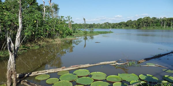 A river in the Amazon Rainforest