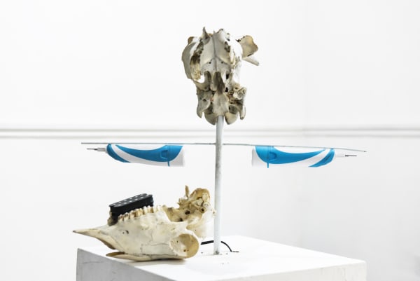 A sculpture made from two animal skulls and two electric toothbrushes.  It stands on a white plinth against a white background.