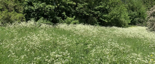 Trees with grass in the foreground