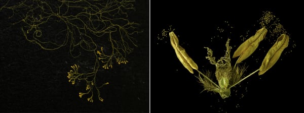 Mycelial networks, slime mould and roots systems