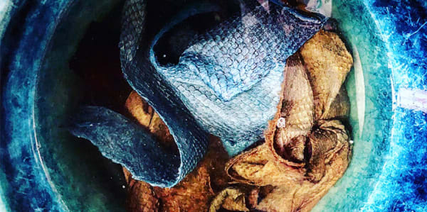 Photograph of dyed textures that look like fish skin