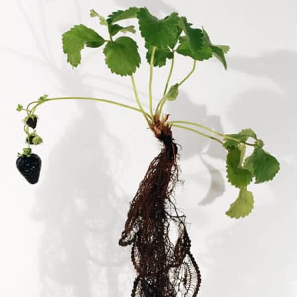 A black strawberry growing on a plant 