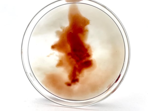 A petri dish with an amorphous red form inside 
