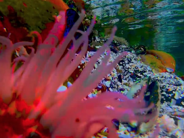 colourful underwater scene with orange fish