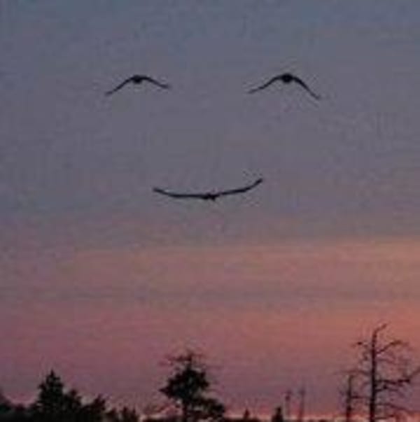 3 birds flying over a sunset forming a smiling face