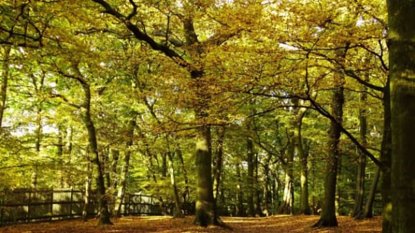 A wood of trees