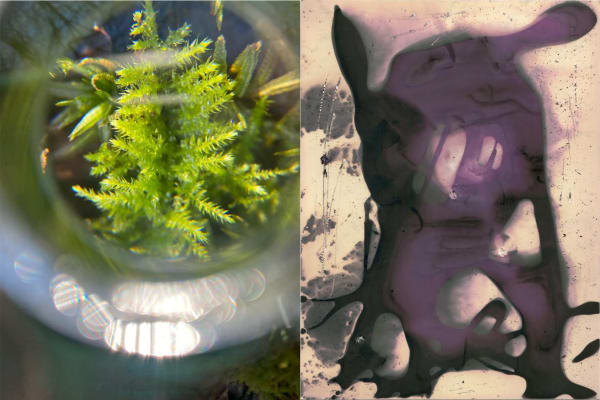 photo collage of moss and mushrooms