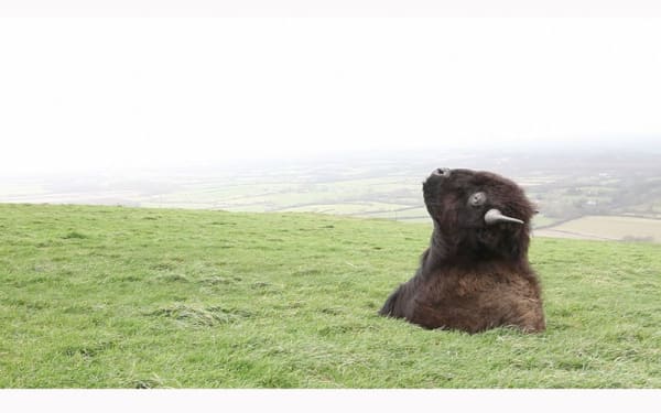 Field with the head of a bull protruding from the grass