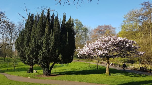 An open park 