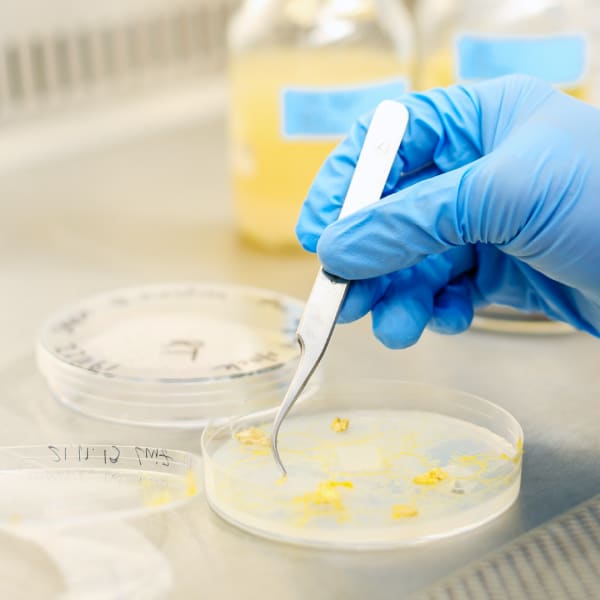 petri dishes