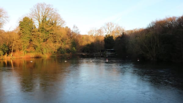 A large pond surrounded by trees