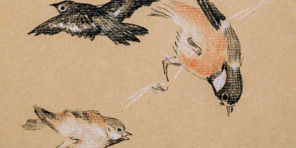 Three illustrated birds on brown paper