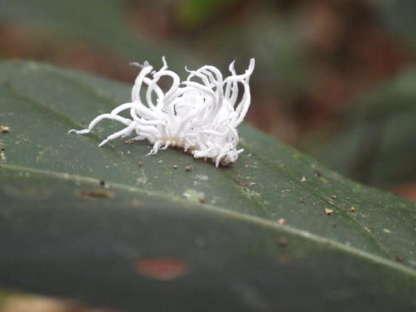 Image of amazon white plant urchin called a leaf hopper nymph
