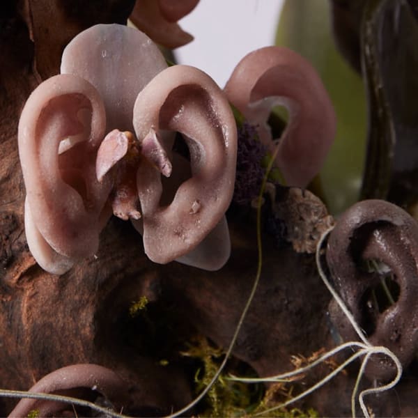Prosthetic ears stuck to a surface