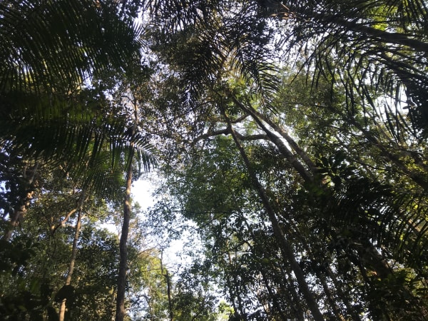 image of amazon rainforest trees looking up from the ground to sky through trees