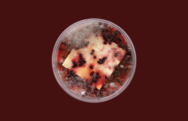 Petri dish of red and cream coloured substance