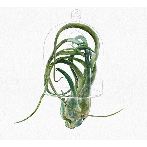 A green airplant in a glass bell jar
