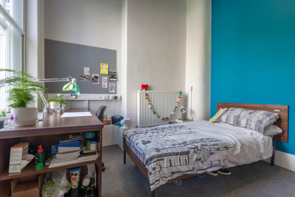 Standard room with ensuite with single bed, tall wide window, pinboard and desk with a bright blue statement wall