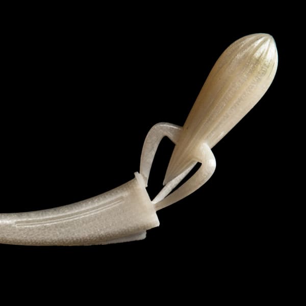 A 3D-scan of a 3D-printed object, in an off-white colour. The top part of the object has the form of a lemon squeezer, with a ridged appearance, rounded top and pointy bottom. Three arms come out of this and attach to the bottom part of the object, which is long, curved and thins towards the end.