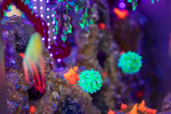 Purple background with green and orange neon coloured feathery objects which look like coral