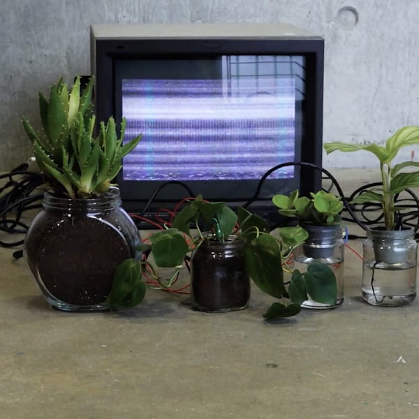 Houseplants sit in front of an old TV with no signal