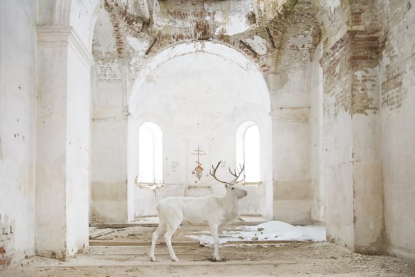 A white elk standing in an abandoned church