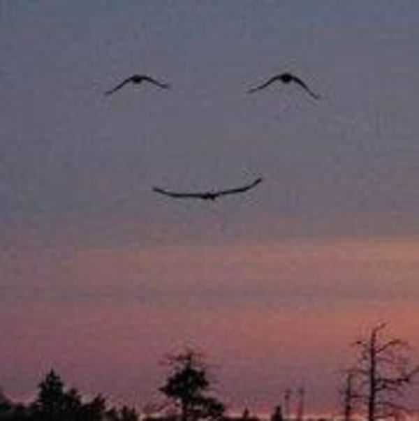 3 birds flying over a sunset forming a smiling face