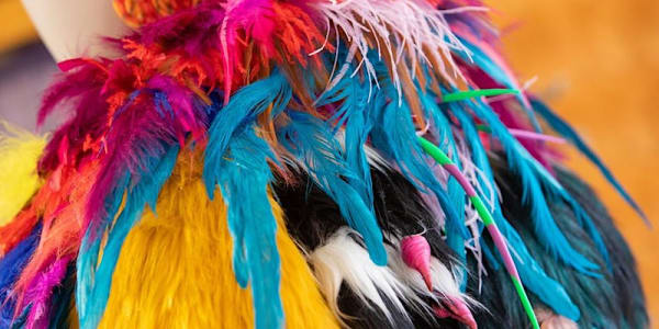 A bouquet if brightly coloured feathers