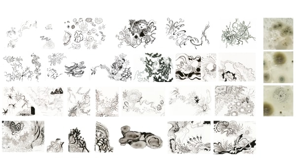 drawings of various fungi