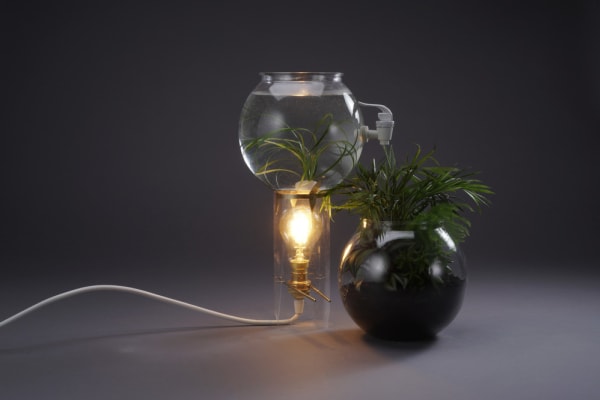 A lightbulb beneath a round bowl filled with water beside a black plant pot holding a green plant