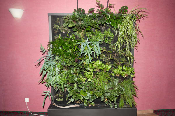 Photograph of an installation with plants.