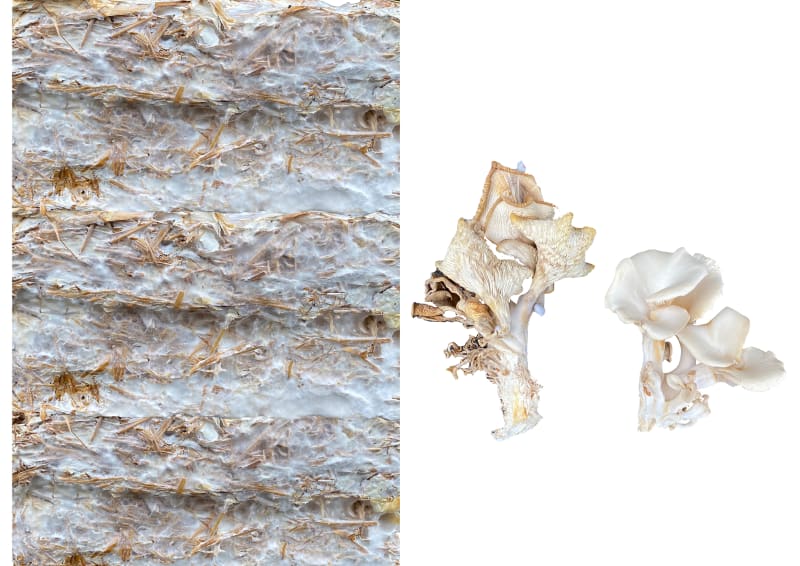 Close up of mycelium and mushroom