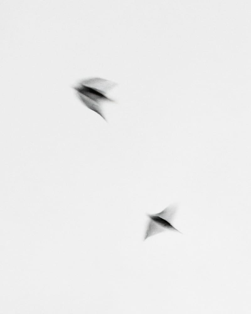 Black and white photograph of swifts in flight.
