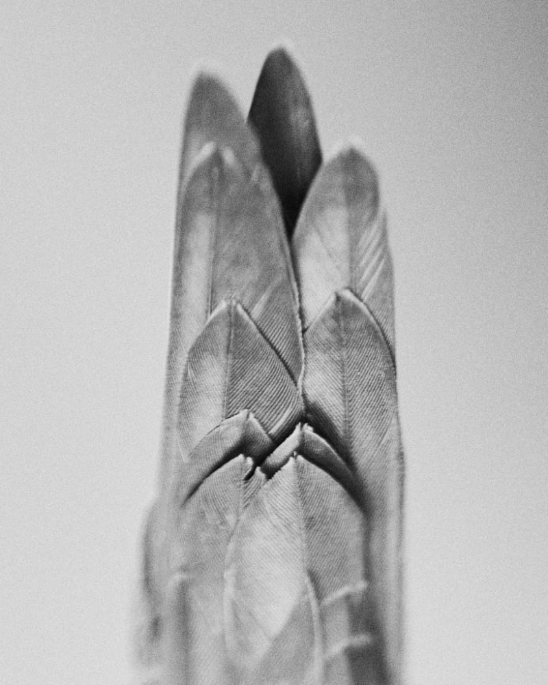Black and white photograph of swift tail feathers.