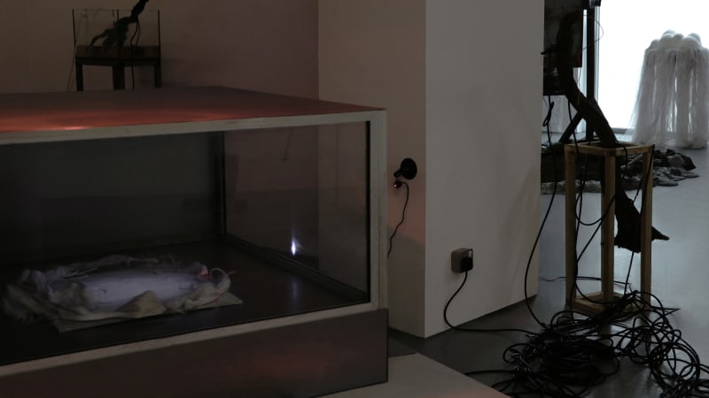 work Cave Climate Creature in a Different Perspective