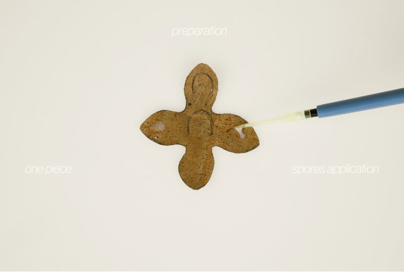 Pipette-based spore application - one cork sample with a pipette spores application