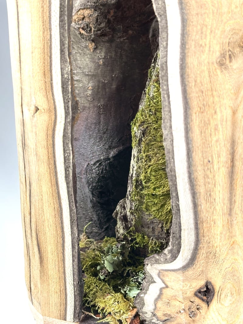 ASHBORN Details