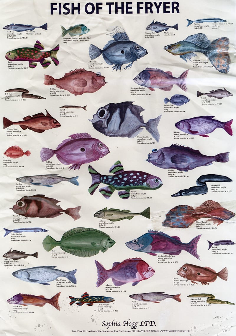 Hand Painted Fish Poster 