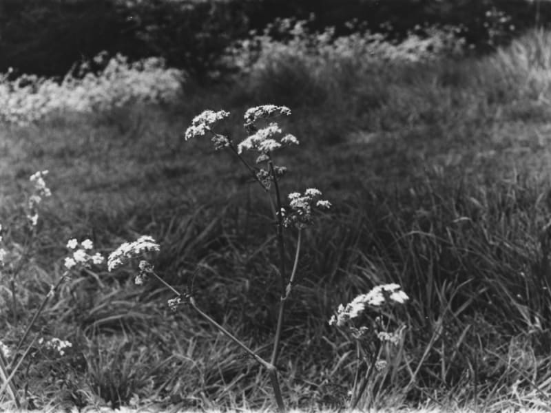 Black and white close-up image of a flower and stem in a field. 
