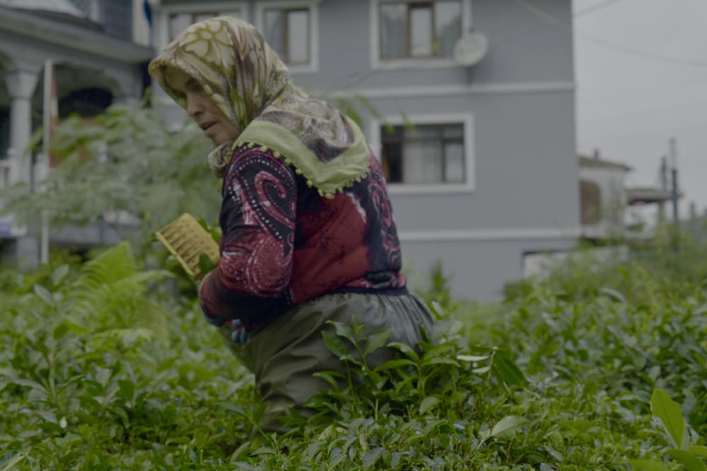 Still of a woman picking tea leaves on a tea farm.