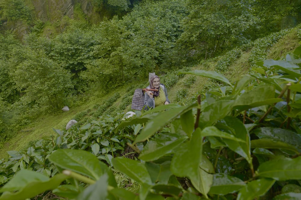 Still of a woman picking tea leaves on a tea farm.