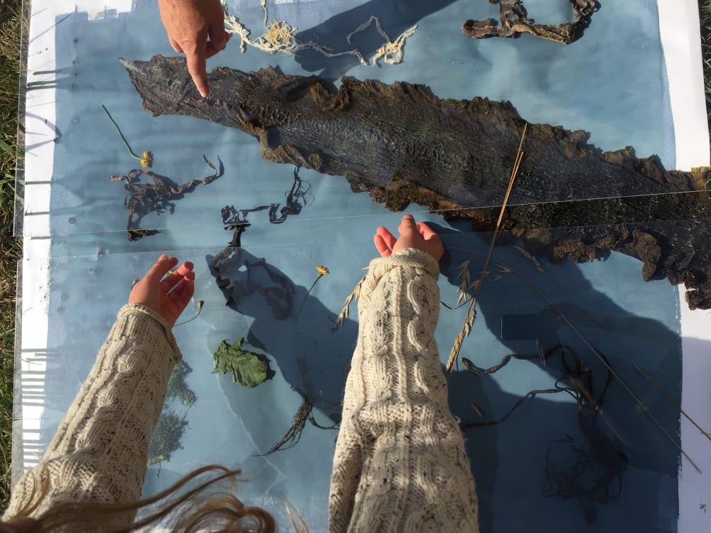 seaweed on a sheet of paper