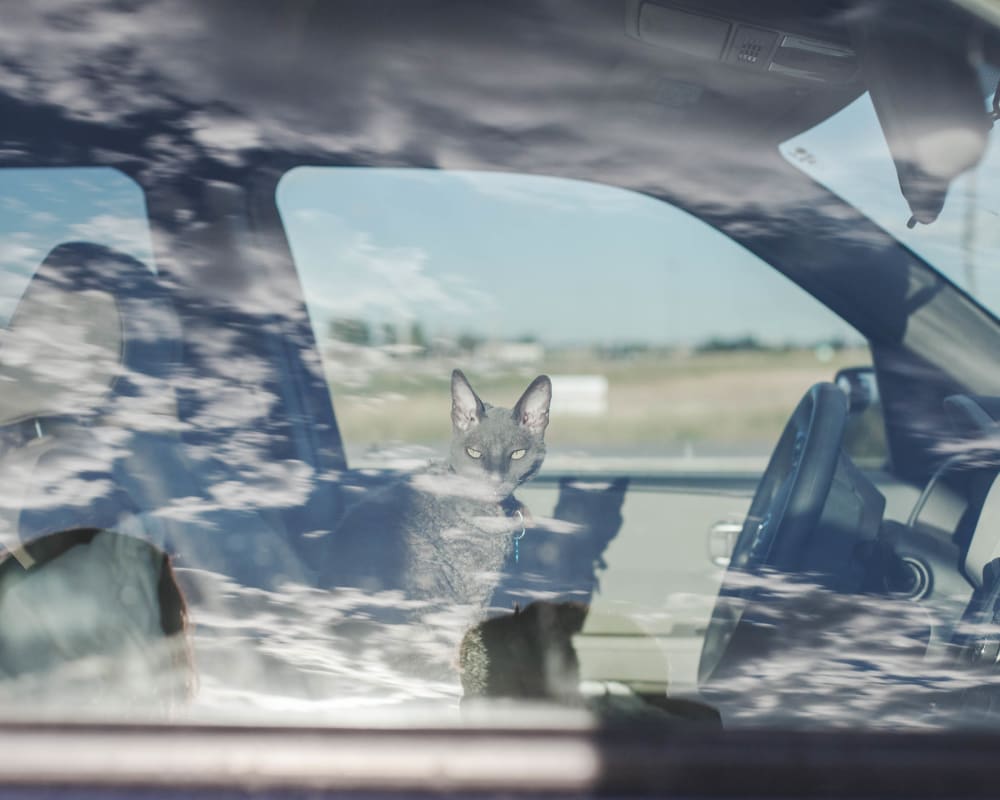 Image from Chris Bethell's series The Duke of Earl