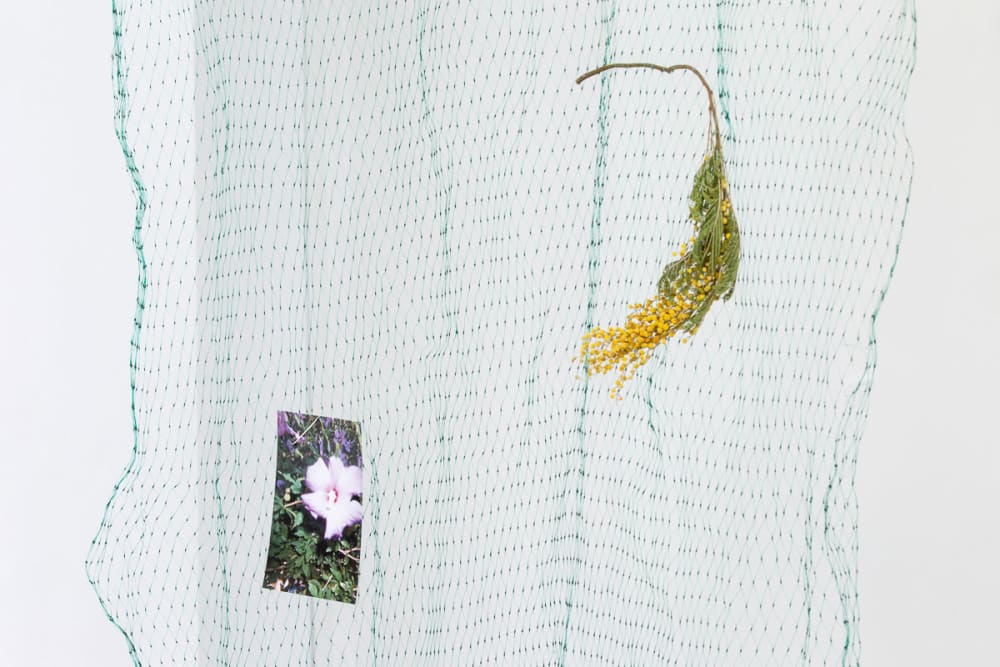 A mimosa flower and photographic print are hanging in green netting