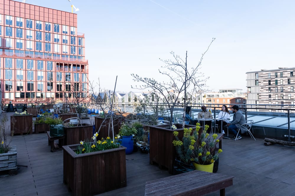 Plants and flowers in containers on a roof 