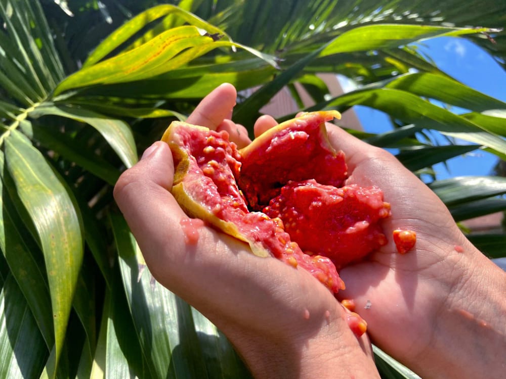 A photograph of hands holding squashed fruit.