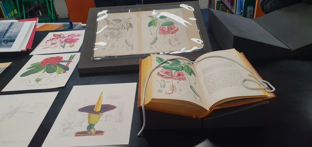 Highlights from the Kew Library and Archives Illustrations collection